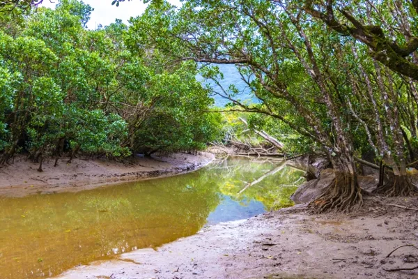 amami oshima mangrove