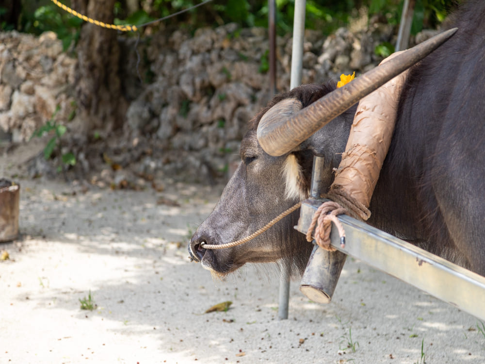 竹富島の魅力は水牛ツアー！セット予約で料金が安くなる