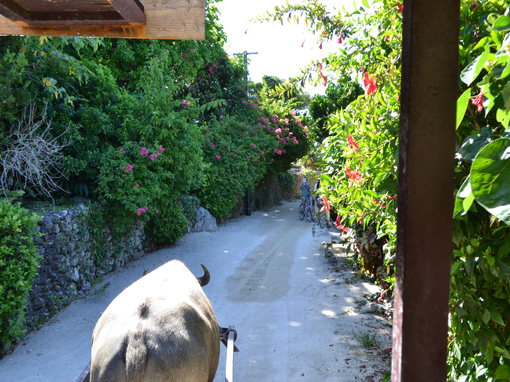竹富島は水牛とレンタサイクルで満喫しよう！予約方法と料金プランガイド
